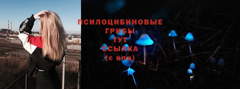 darknet состав  Донецк  Псилоцибиновые грибы Psilocybine cubensis 